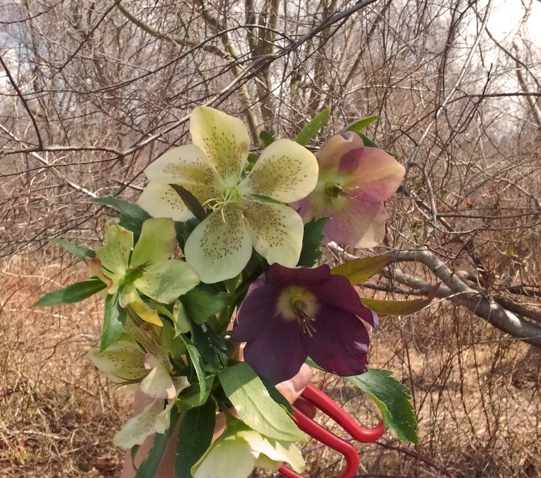 Hellebore Harvesting How-To