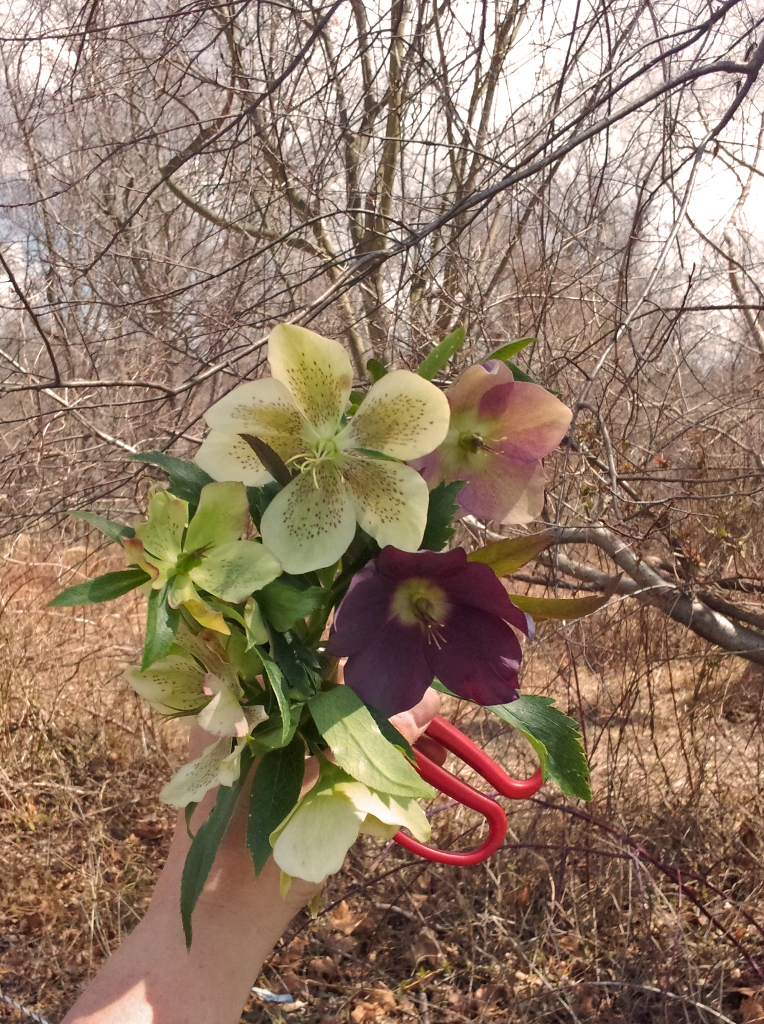 Learn How to Harvest Hellebores So They Won't Wilt in the Vase