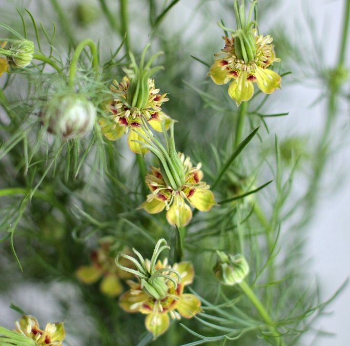 Crazy Nigella