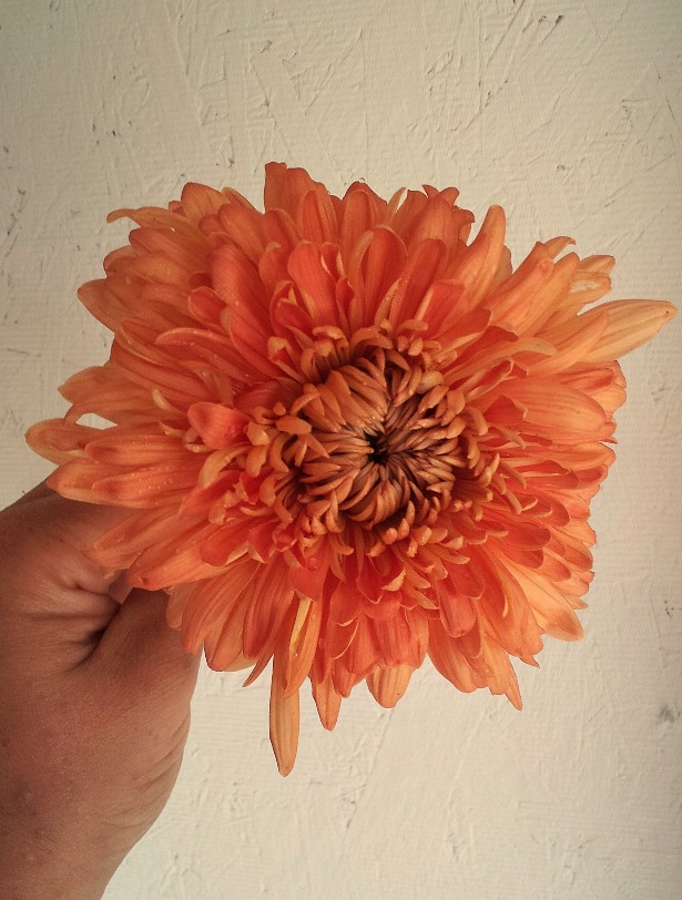 Honeyglow Chrysanthemum la Love 'n Fresh Flowers