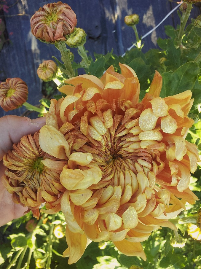 Apricot Alexis Chrysanthemum la Love 'n Fresh Flowers