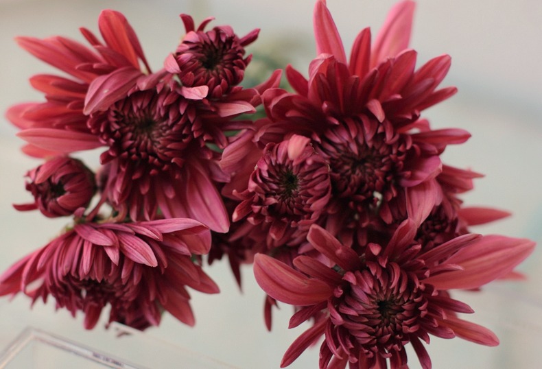 Coral Charm Chyrsanthemum a Love 'n Fresh Flowersnél