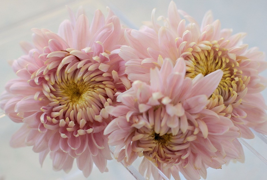 Seaton J Dore Chrysanthemums at Love 'n Fresh Flowers
