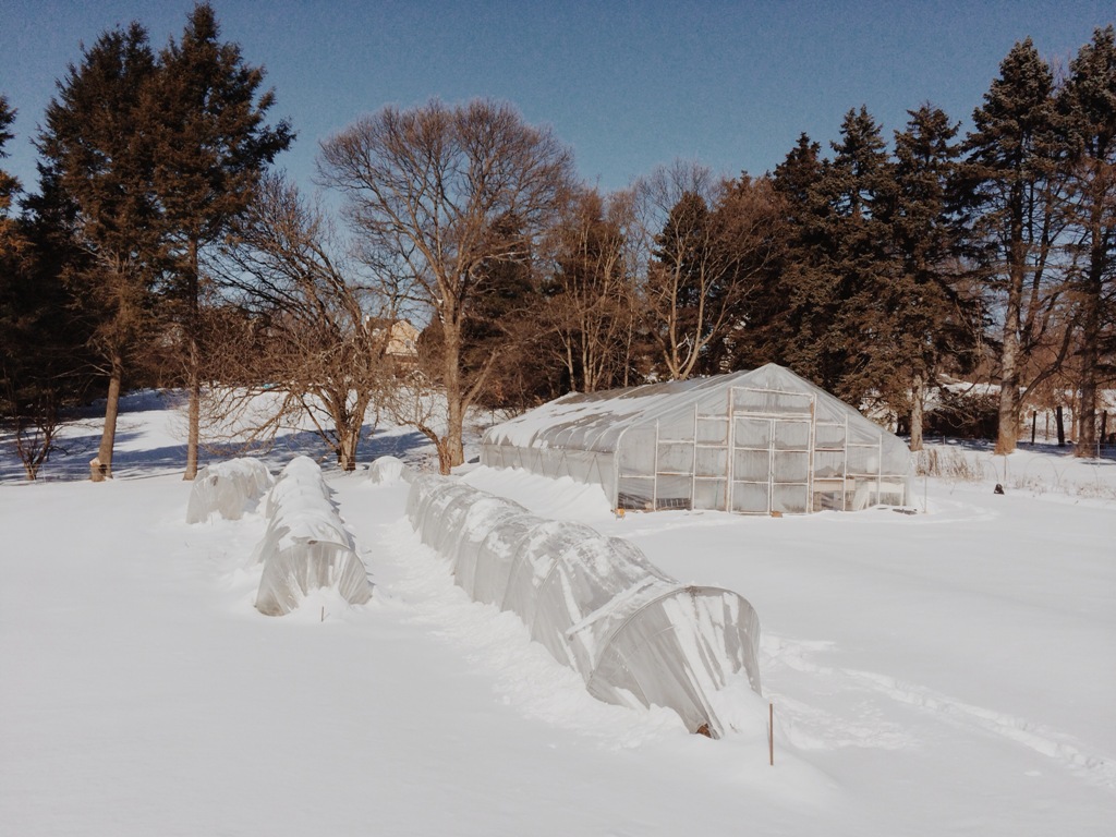 Low tunnels and hoop house in the snow housing ranunculus and anemones