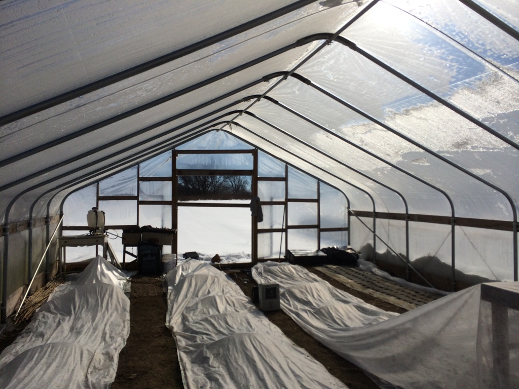Inside the hoop house with fabric covering ranunculus and anemones