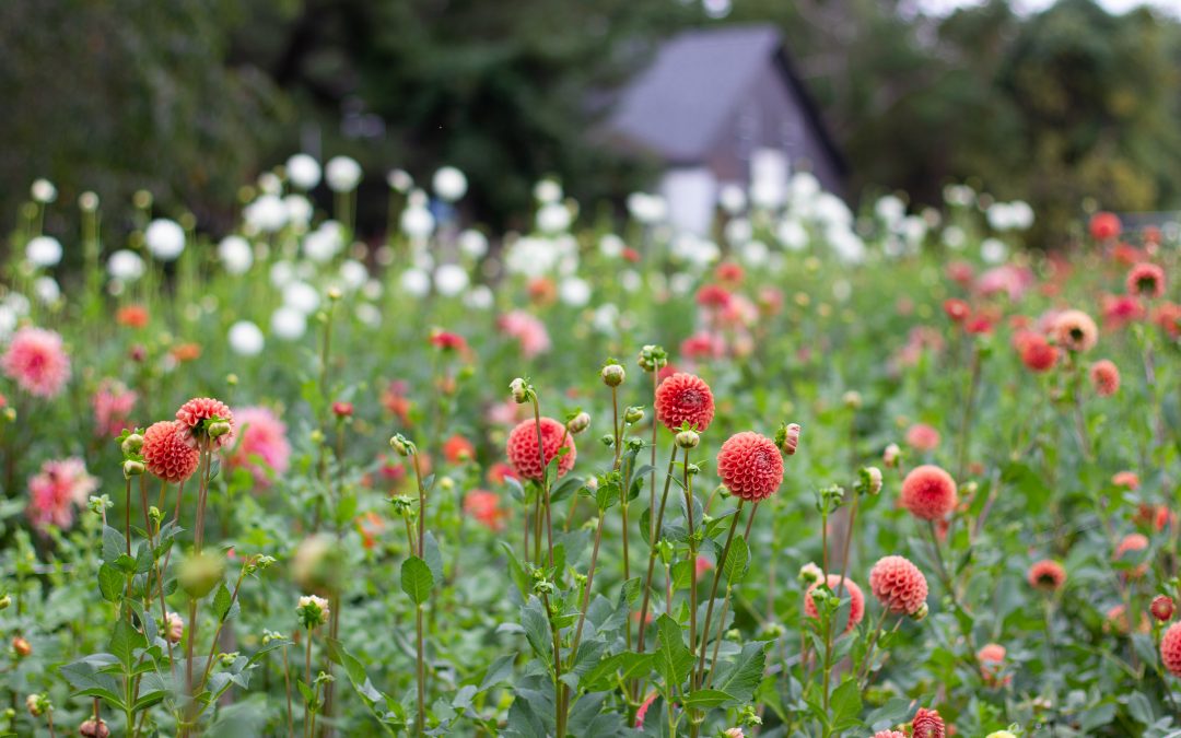 How To Take Dahlia Cuttings To Build Your Stock