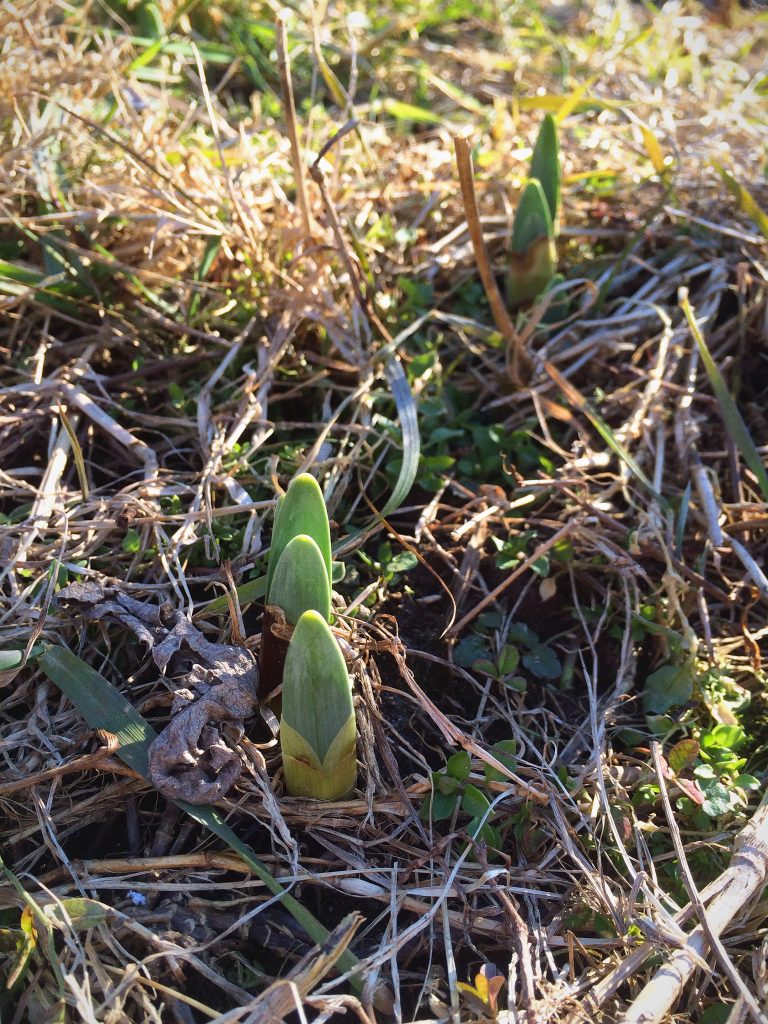 Narcissus emerging at Love 'n Fresh Flowers farm