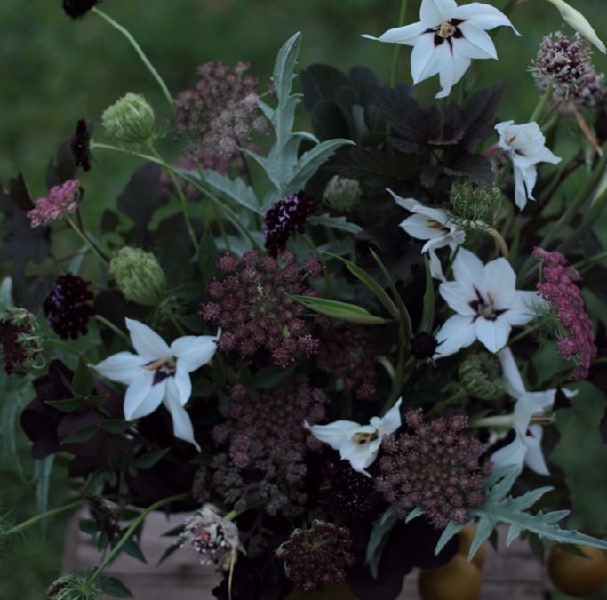 Backyard Bouquets {7.31.14}