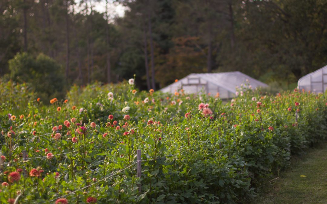 Monumental Milestone for the Farm