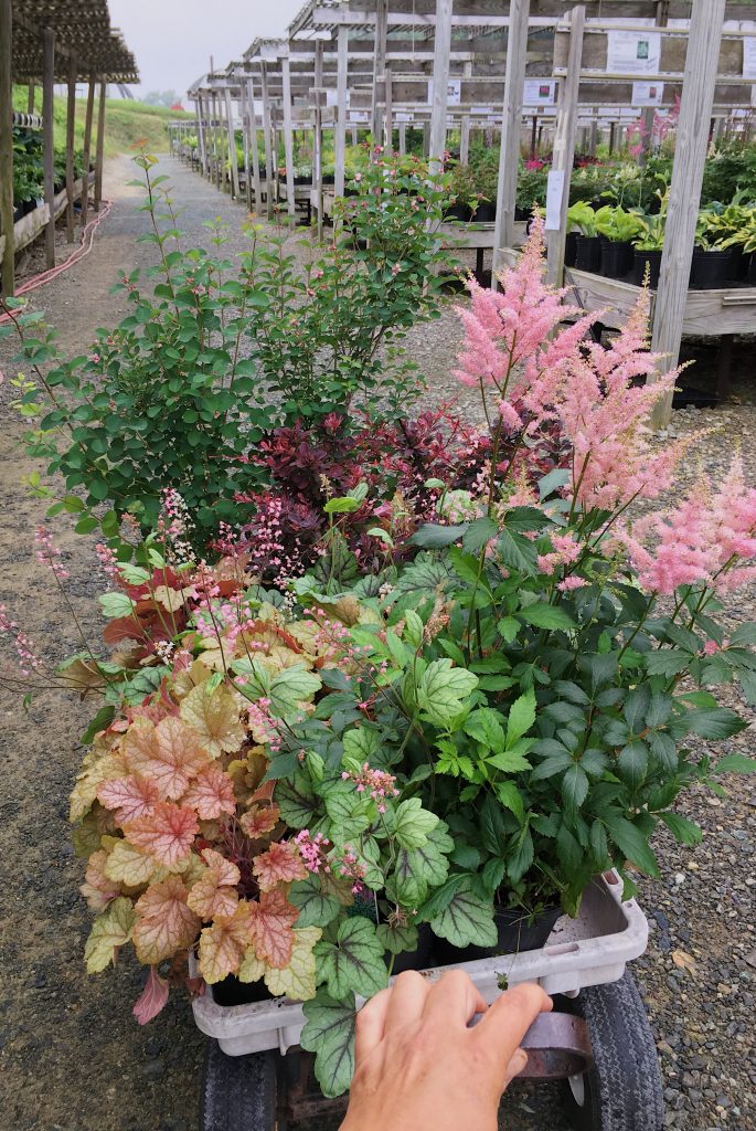 15 Shade-Loving Plants for your Cutting Garden | A cart full of shade loving plants at the nursery | Love 'n Fresh Flowers