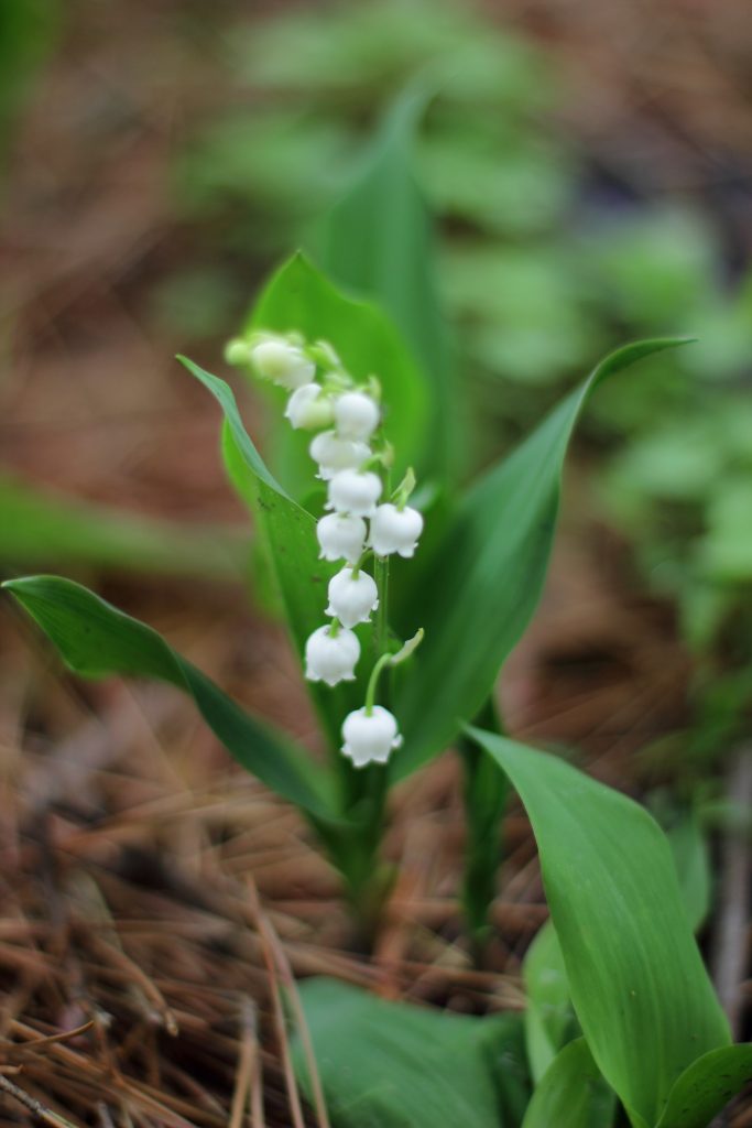 15 Shade-Loving Plants for your Cutting Garden | Lily of the Valley | Love 'n Fresh Flowers