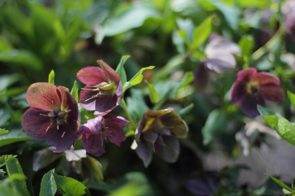 Learn How to Harvest Hellebores So They Won't Wilt in the Vase