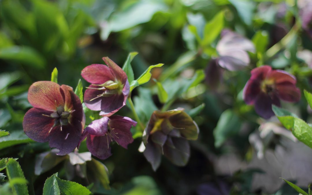15 Shade-Loving Plants for your Cutting Garden