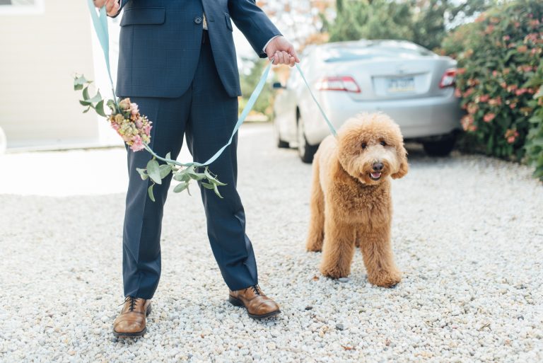 Dogs at Weddings - lovenfresh