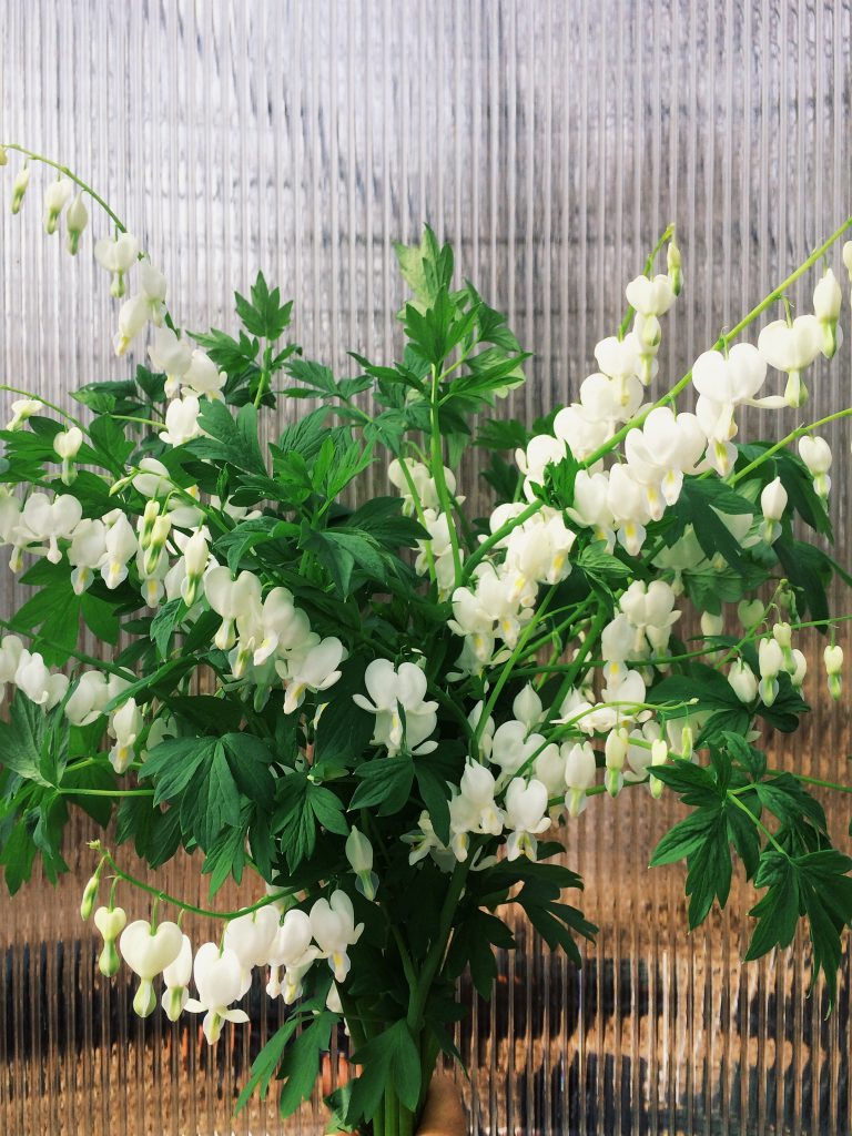 15 Shade-Loving Plants for your Cutting Garden | Dicentra | Love 'n Fresh Flowers