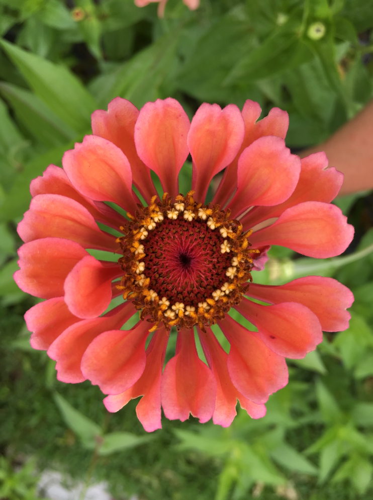 Pantone Color of the Year Living Coral Floral Inspiration for Flower Farmers | Salmon Zinnia grown by Love 'n Fresh Flowers
