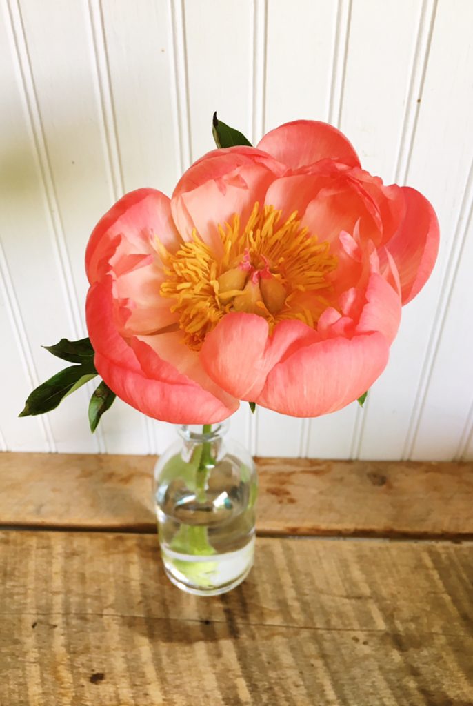 Coral Charm Peony grown at Love 'n Fresh Flowers | Pantone Color of the Year Living Coral Floral Inspiration for Weddings
