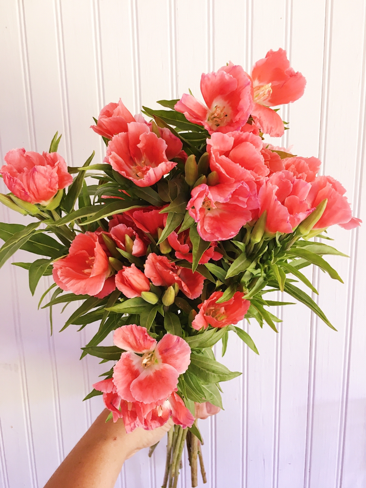 Godetia grown at Love 'n Fresh Flowers in Philadelphia | Pantone Color of the Year Living Coral Floral Inspiration for Weddings