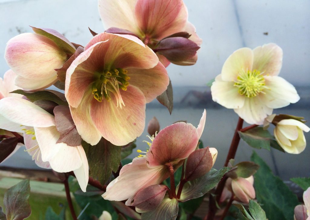 15 Shade-Loving Plants for your Cutting Garden | Hellebores | Love 'n Fresh Flowers