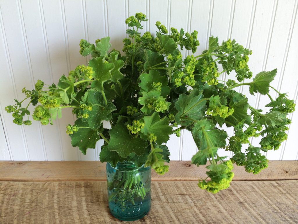 15 Shade-Loving Plants for your Cutting Garden | Lady's Mantle | Love 'n Fresh Flowers