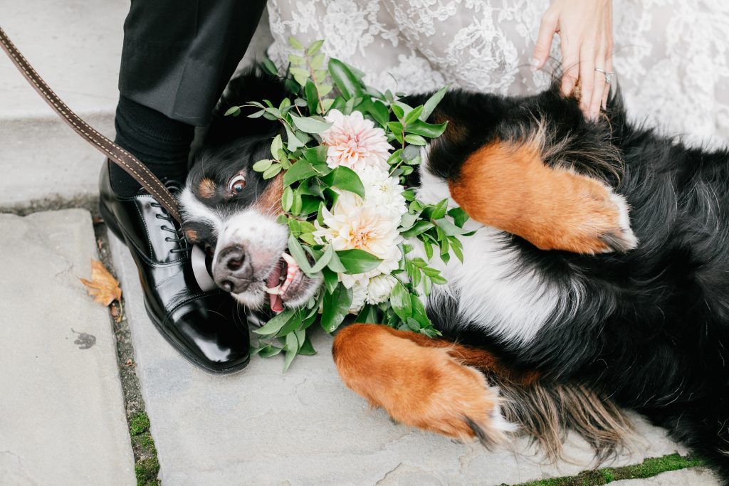 Dogs at Weddings with Flowers in Philadelphia