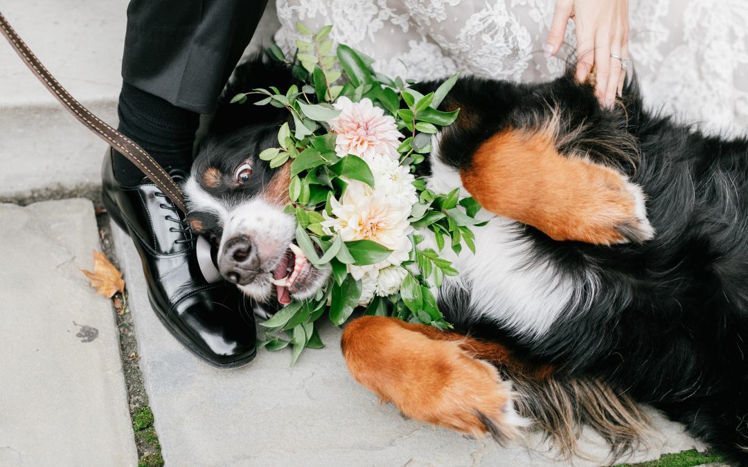 Dogs at Weddings