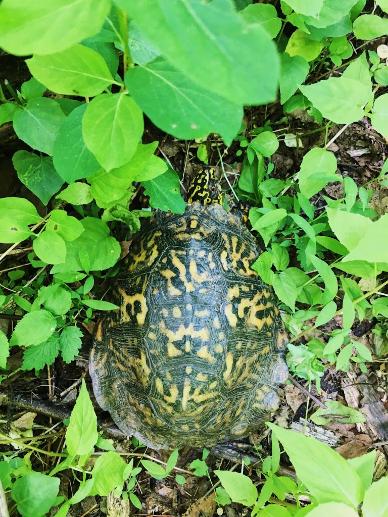 Manos, the Easter Box Turtle that lives at Love 'n Fresh Flowers | Locally-grown, sustainable Valentine's Day Flowers in Philadelphia grown at our flower farm. 