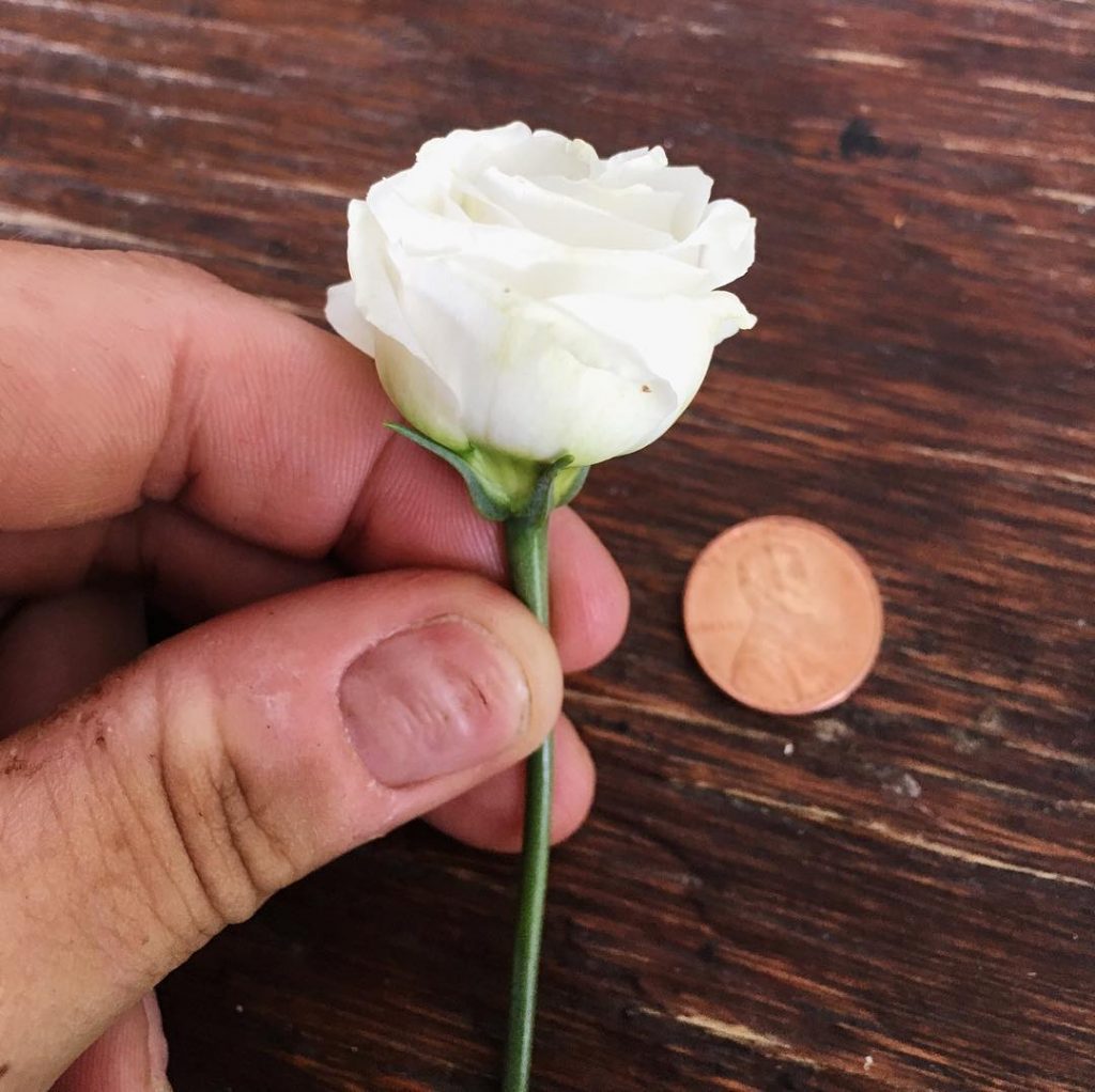 Lisianthus Doublini White is a petite bloom perfect for any farmer florist making personal flowers for weddings.  Learn how to grow great lisianthus over on the Love 'n Fresh Flowers blog!