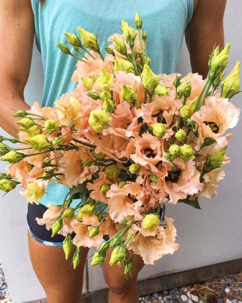 Lisianthus Apricot Falda grown at Love 'n Fresh Flowers, a flower farm in Philadelphia.  Learn five key tricks to growing lisianthus in this blog post. 