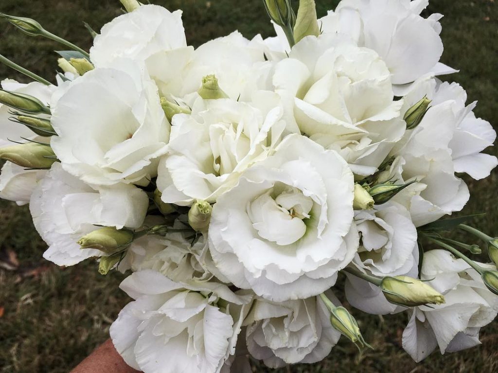 Lisianthus ABC 3-4 White grown at Love 'n Fresh Flowers, a flower farm in Philadelphia.  Learn five great tricks for growing lisianthus on the blog. 
