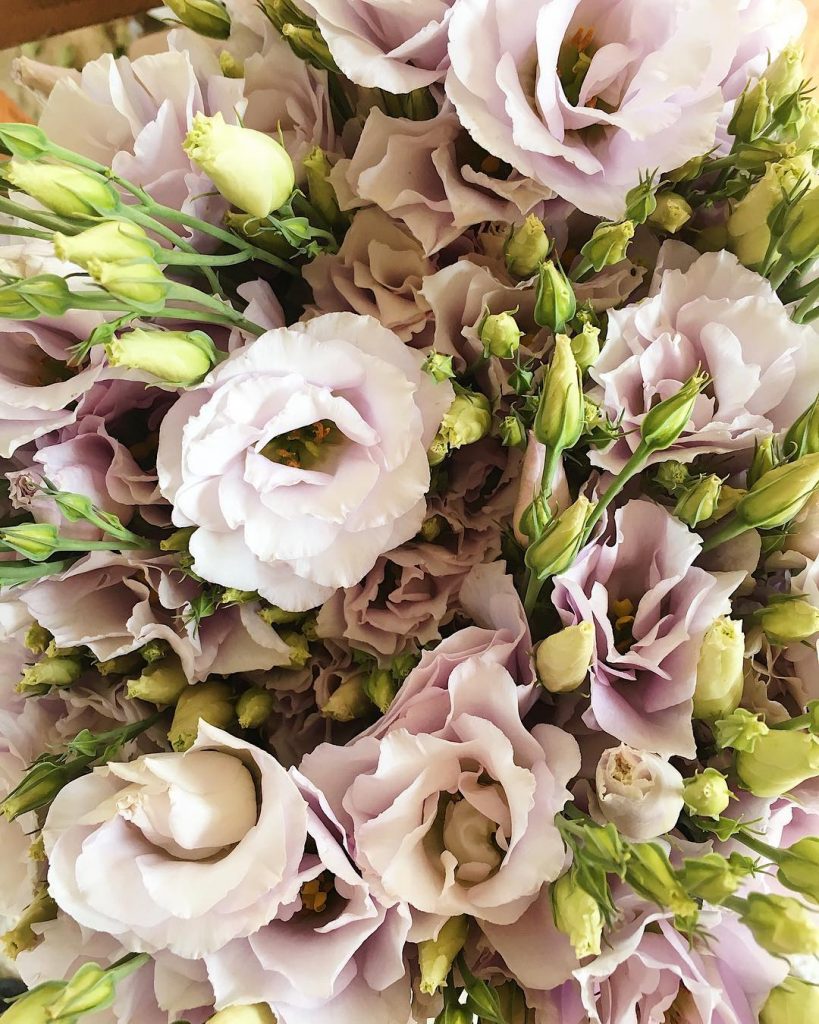 Lisianthus Echo Lavender grown at Love 'n Fresh Flowers, a flower farm in Philadelphia.  Learn about growing lisianthus in this blog post. 
