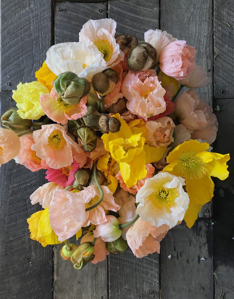 May floral design workshops at our farm use lots of Icelandic poppies in bright colors!