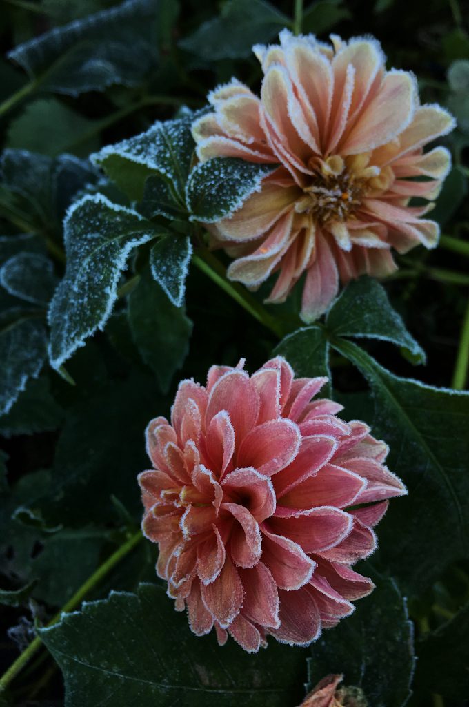 Putting a Flower Farm to Bed for Winter || Frost-Kissed Dahlias at Love 'n Fresh Flowers in Philadelphia