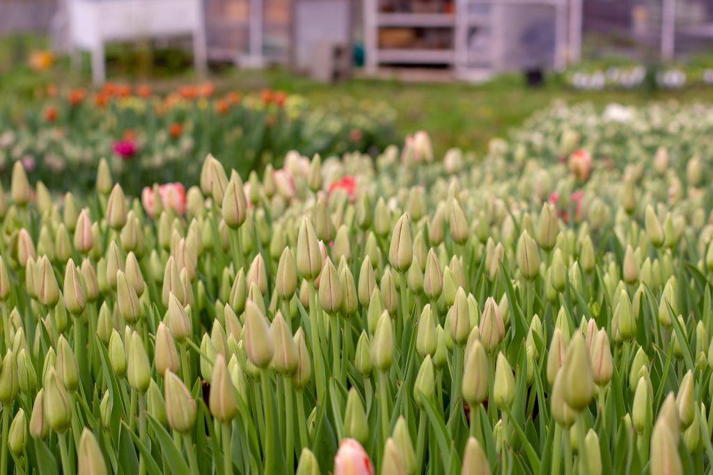 Techniques for no-till tulip planting at Love 'n Fresh Flowers | Photo by Love 'n Fresh Flowers