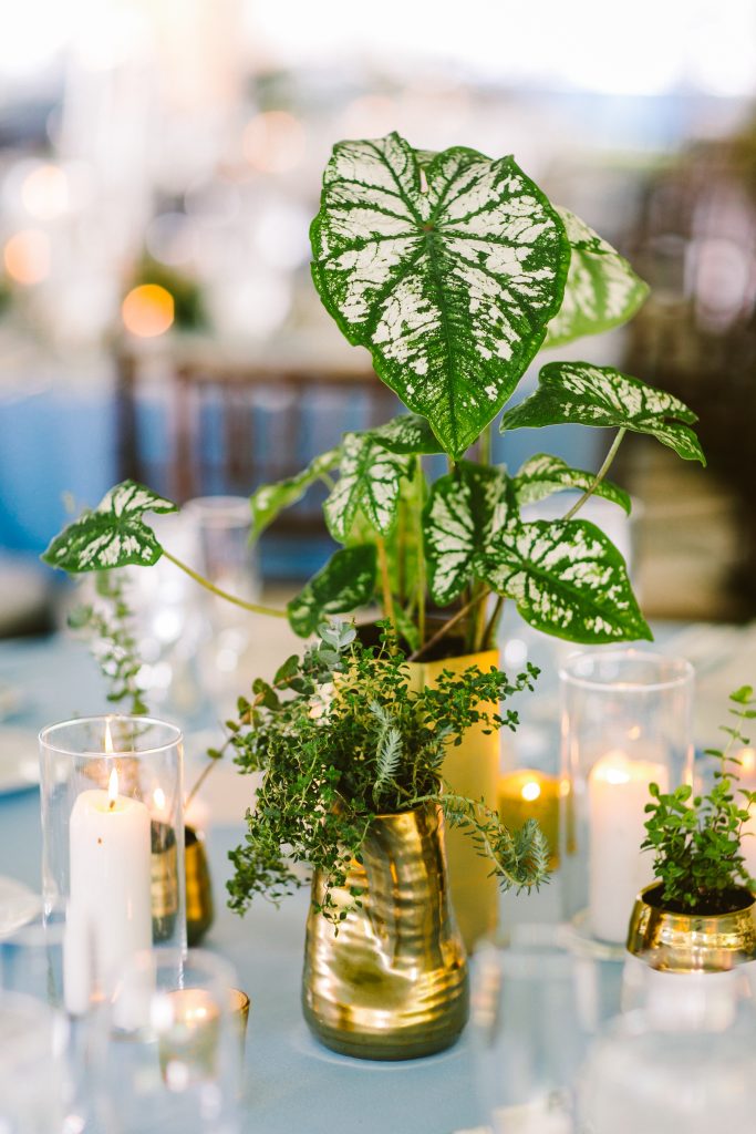 Inn at Barley Sheaf Wedding | New Hope PA| Potted Plant Centerpieces with Candles | Flowers by Love 'n Fresh Flowers | Photo by Redfield Photography