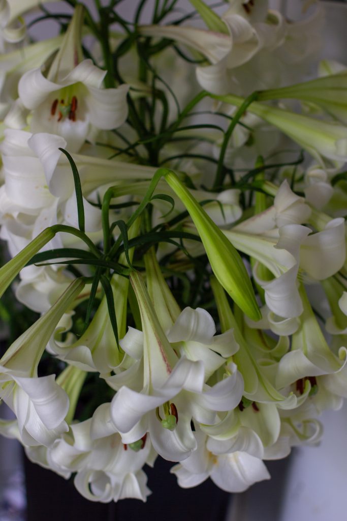 Formosa lilies are easy to grow from seed and a great perennial bulb for cut flowers | Photo by Love 'n Fresh Flowers a flower farm in Philadelphia