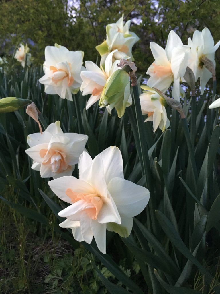 Narcissus 'Replete' is a great perennial bulb for cut flowers | Photo by Love 'n Fresh Flowers a flower farm in Philadelphia