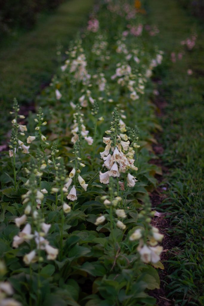 Foxglove 'Camelot Cream' growing at Love 'n Fresh Flowers, a flower farm located in Philadelphia. 
