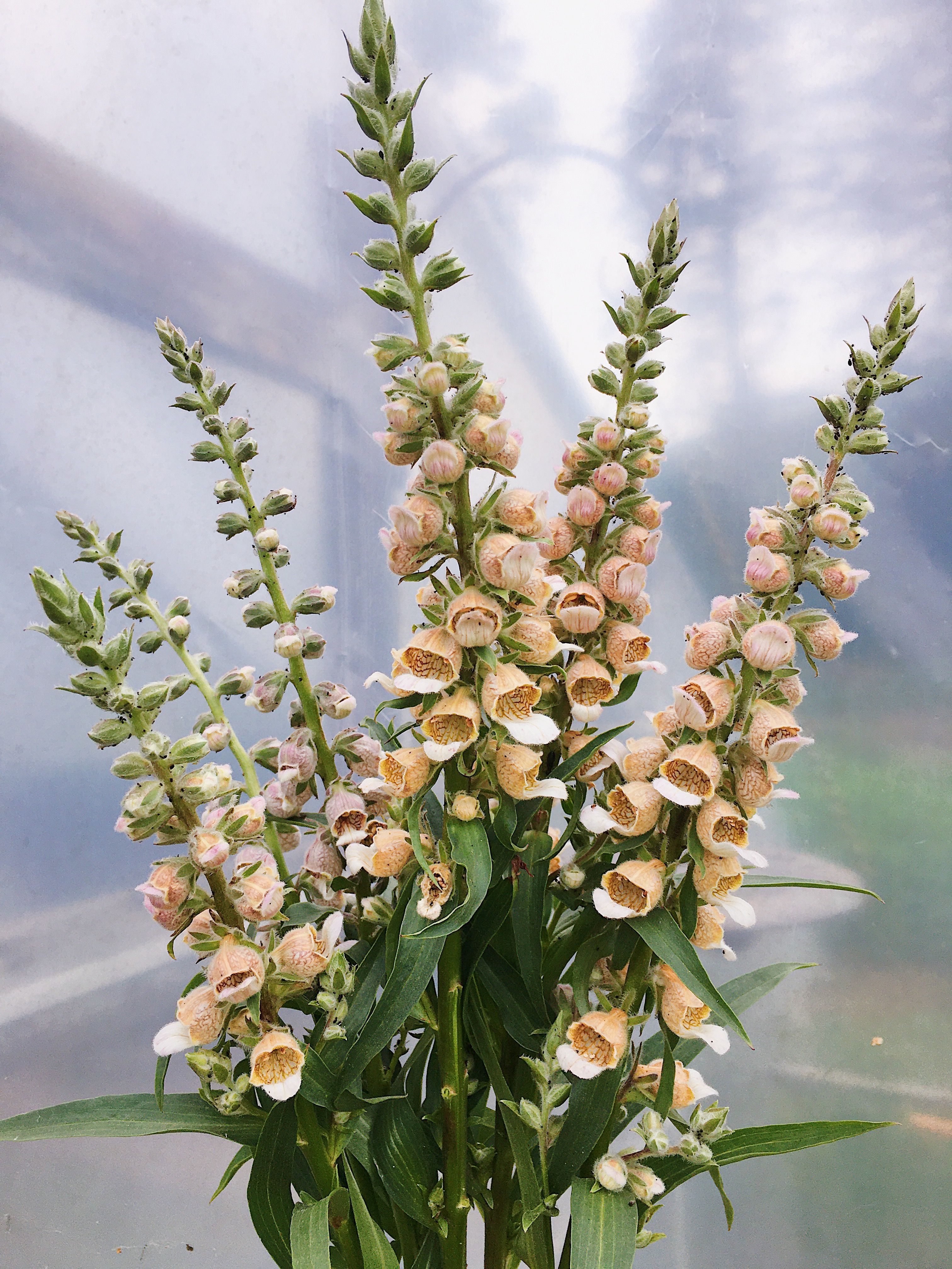 Growing Foxglove: Digitalis Cafe Creme at Love 'n Fresh Flowers
