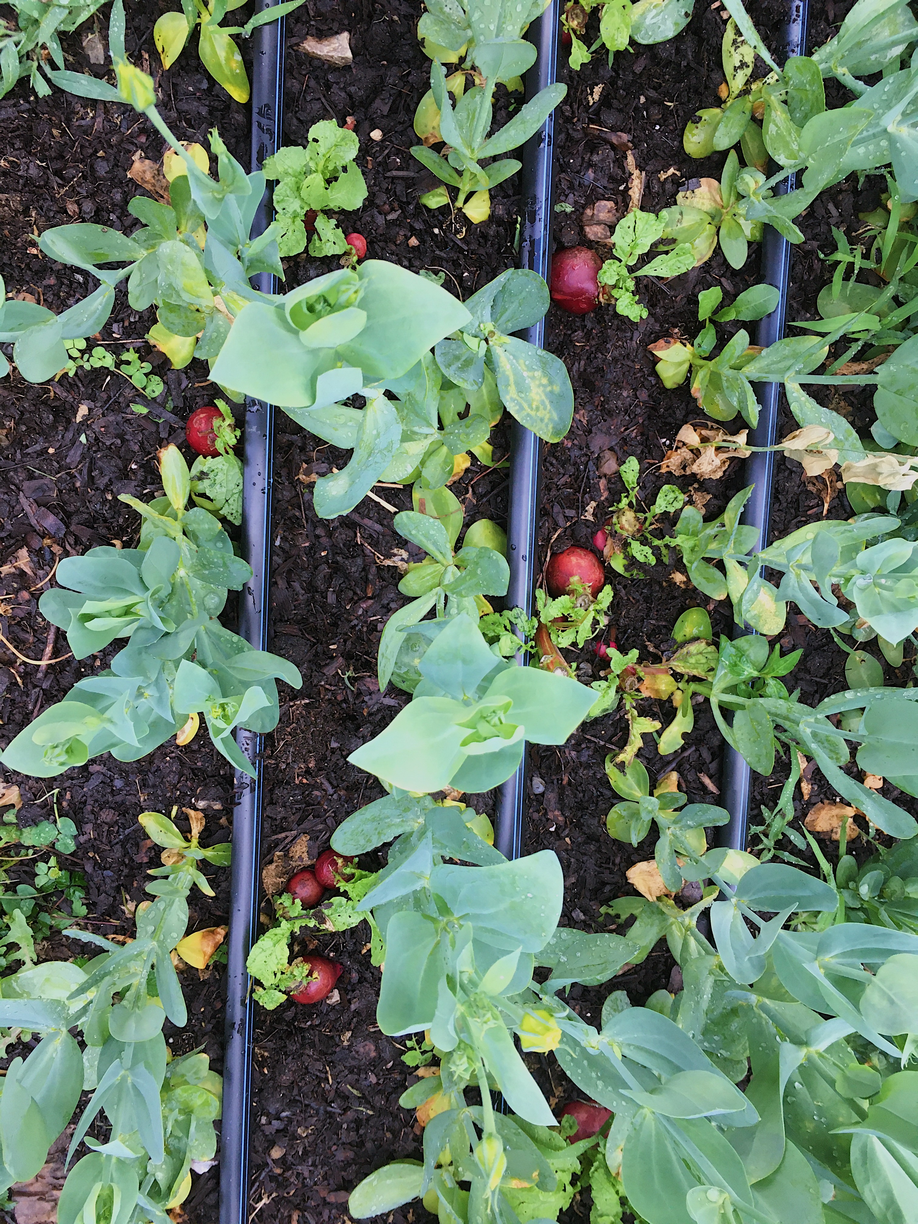 Intercropping for flower farming. Pictured radishes intercropped with lisianthus at Love 'n Fresh Flowers, a flower farm located in Philadelphia using no-till farming practices. 