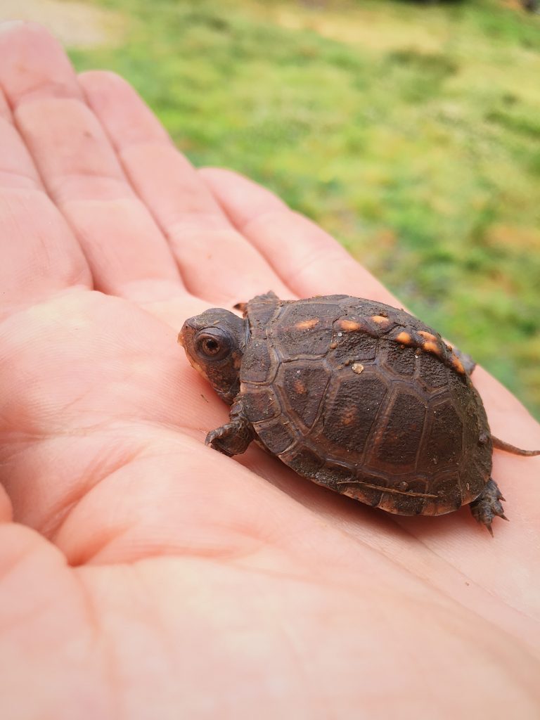 Baby box turtle at Love 'n Fresh Flowers in Philadelphia, a flower farm dedicated to regenerative flower farming practices to safeguard all life.