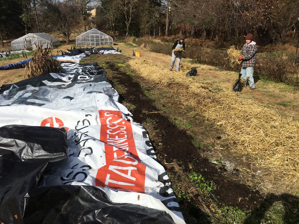 Mulching beds for overwintering dahlias at Love 'n Fresh Flowers in Philadelphia