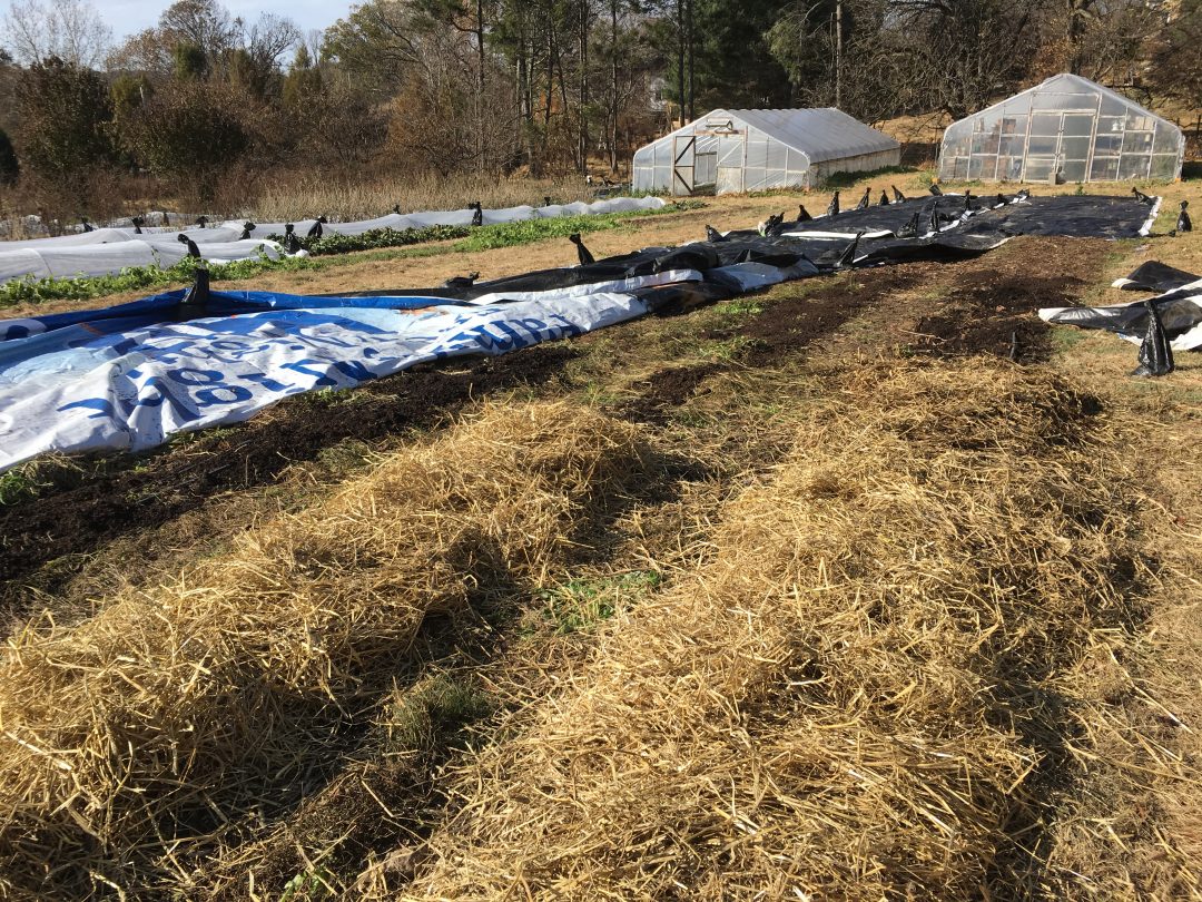 Overwintering Dahlias Step-by-Step How-To in Zone 7/6b or Warmer