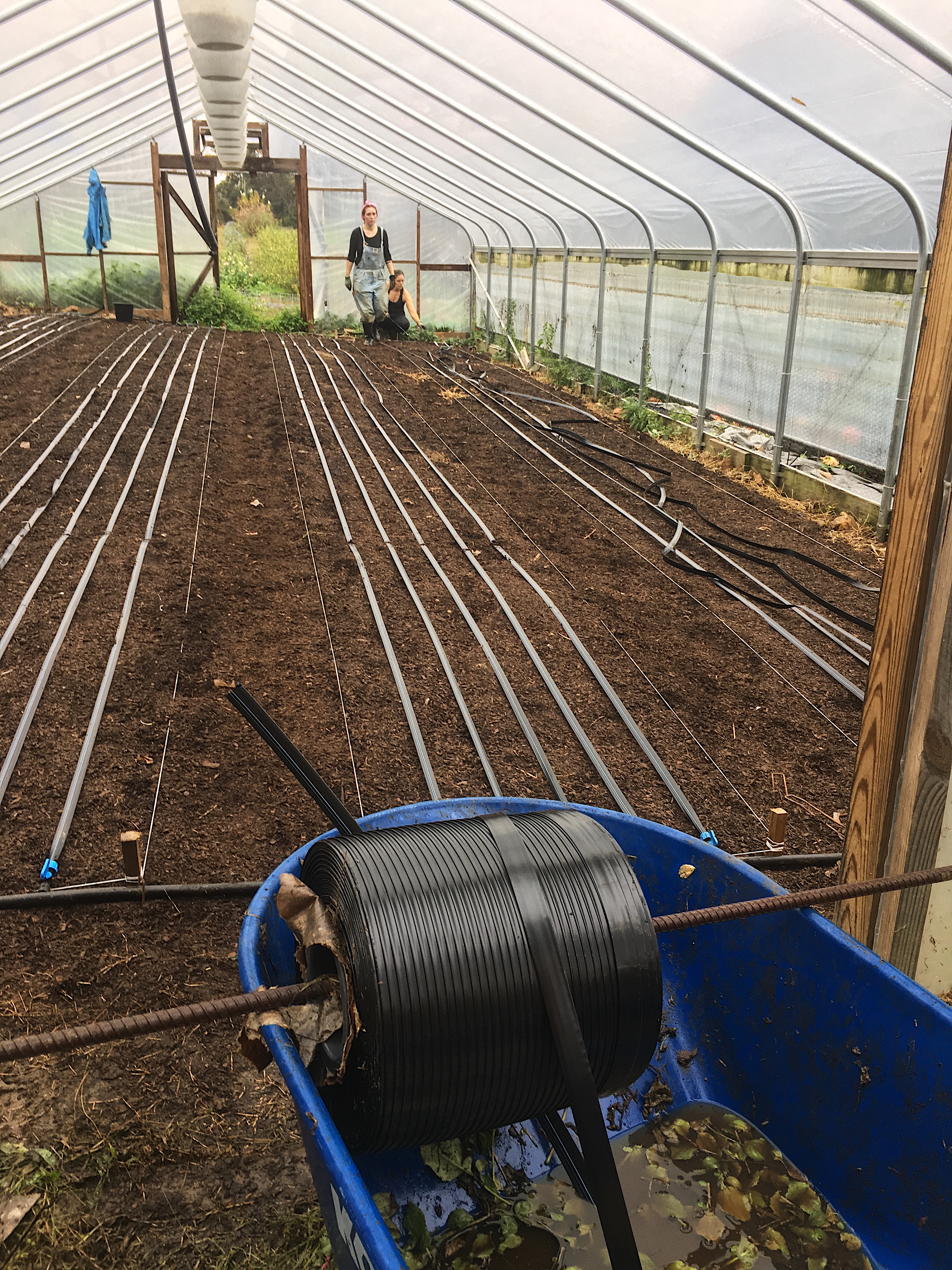 Revitalizing Hoop House Soils: Laying drip tape on new flower beds
