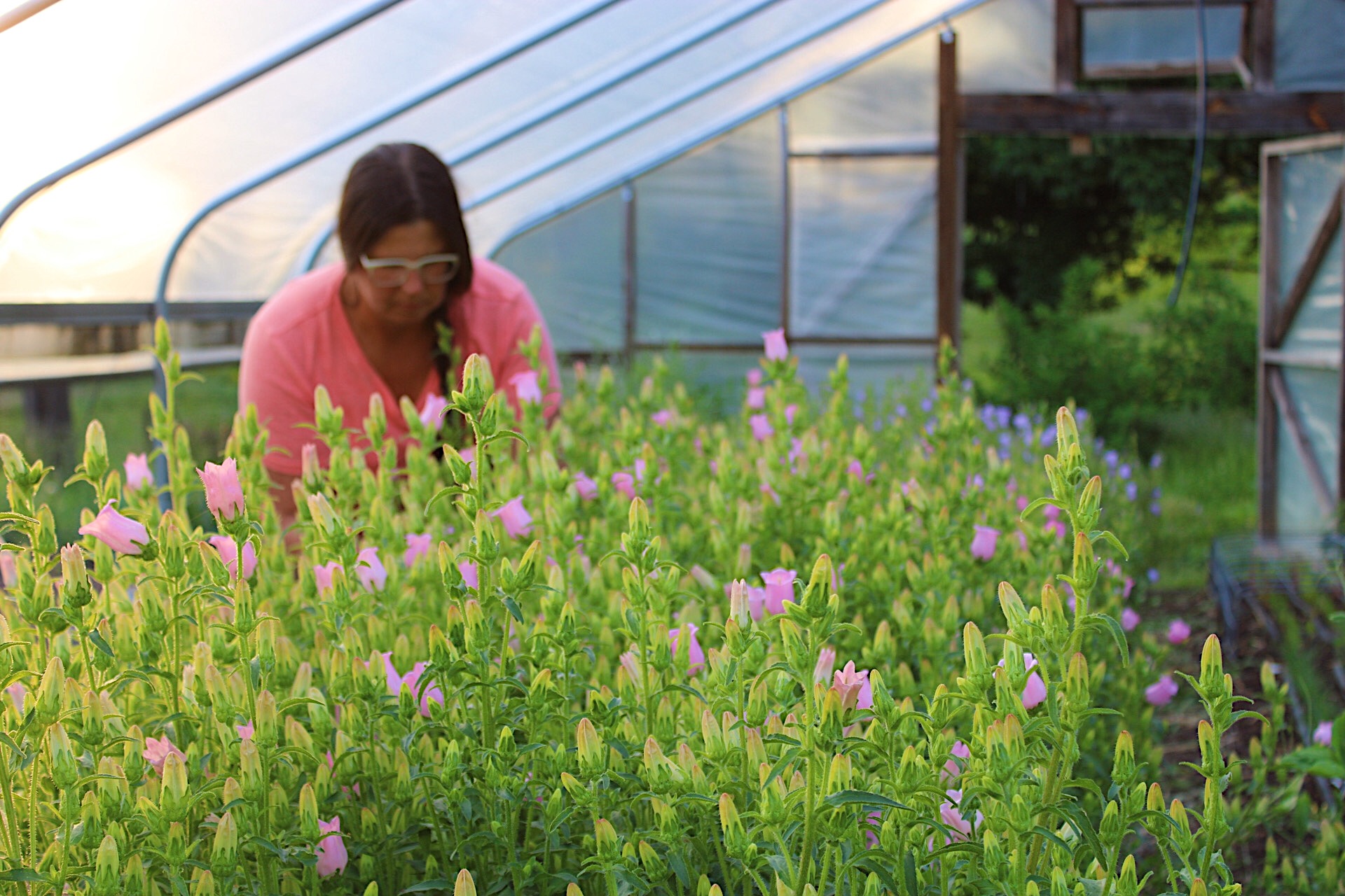 Revitalizing Hoop House Soils on a No-Till Flower Farm