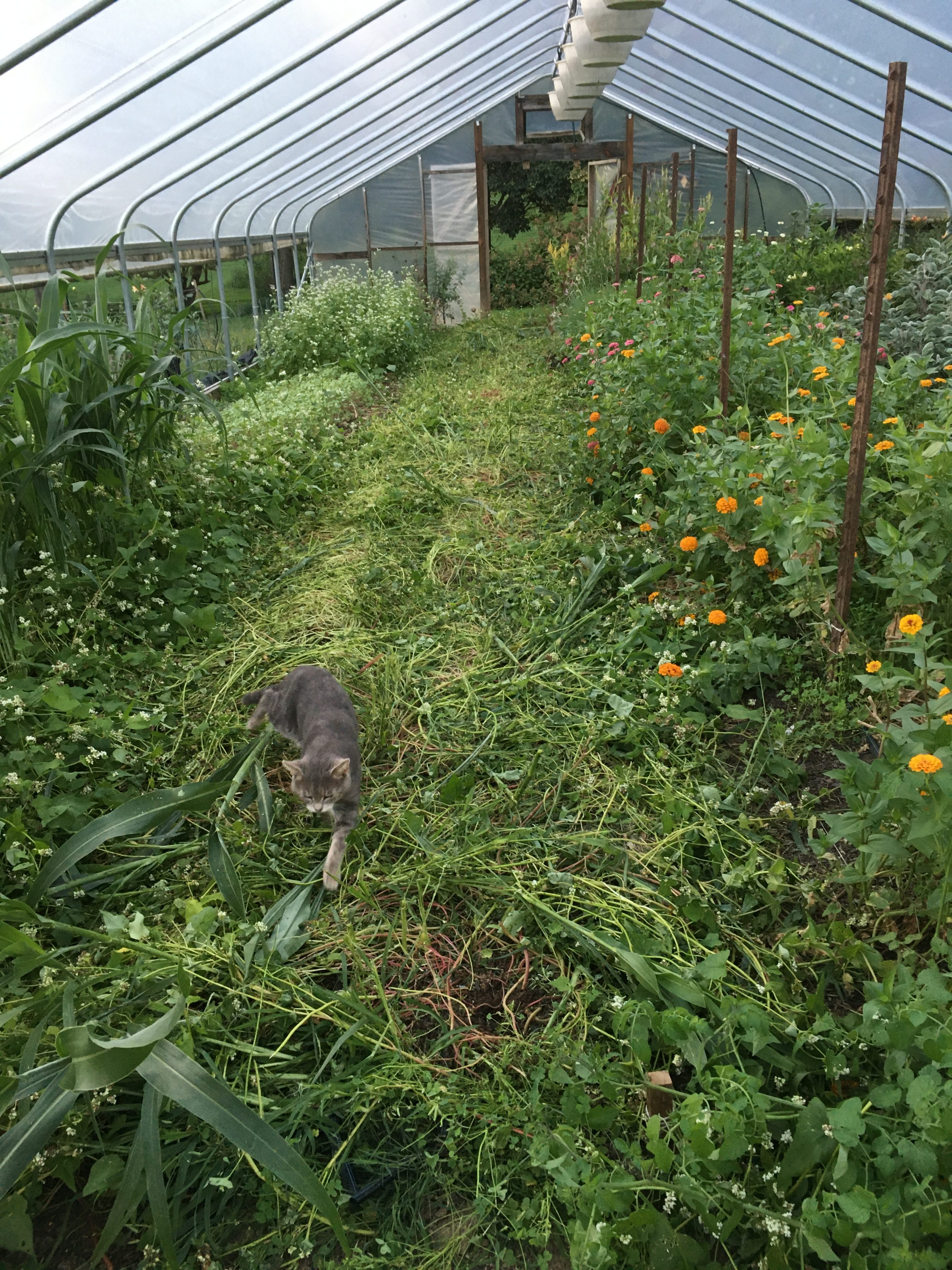 Cover Crops for Flower Farming | Summer Green Manure growing in flower farm hoop house | Photo by Love 'n Fresh Flowers