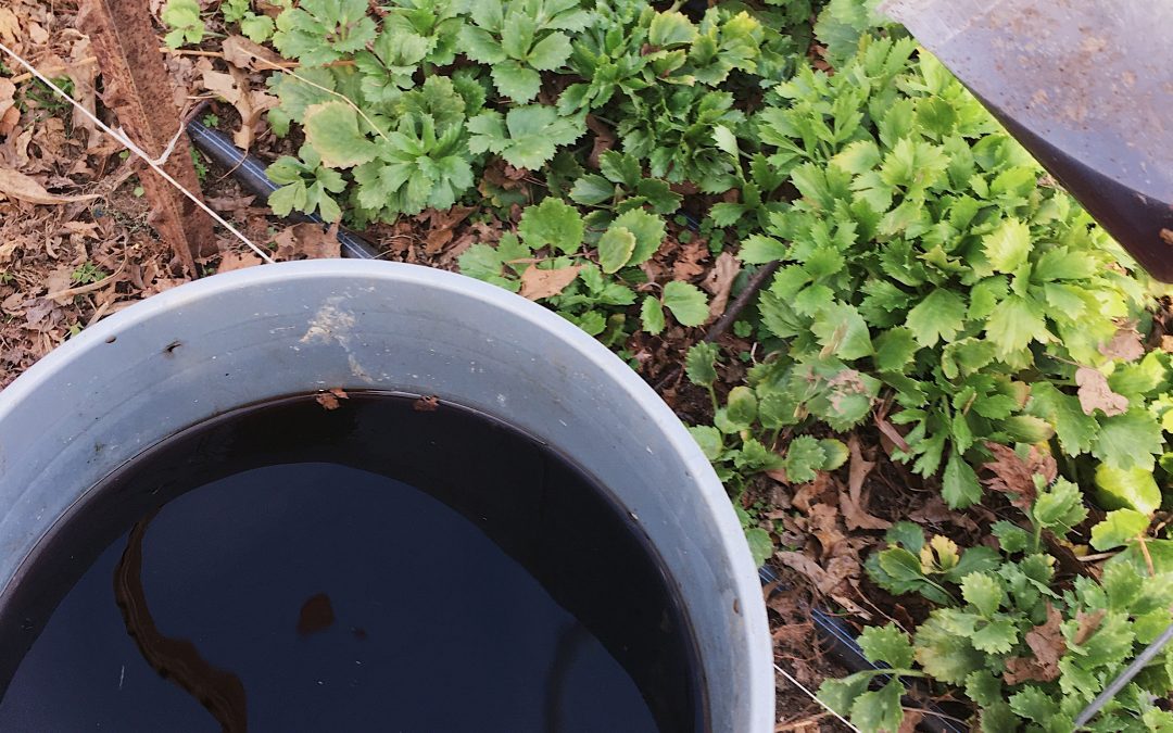 Easy Homemade Regenerative Inputs for Your Farm: Weed Juice or JLF