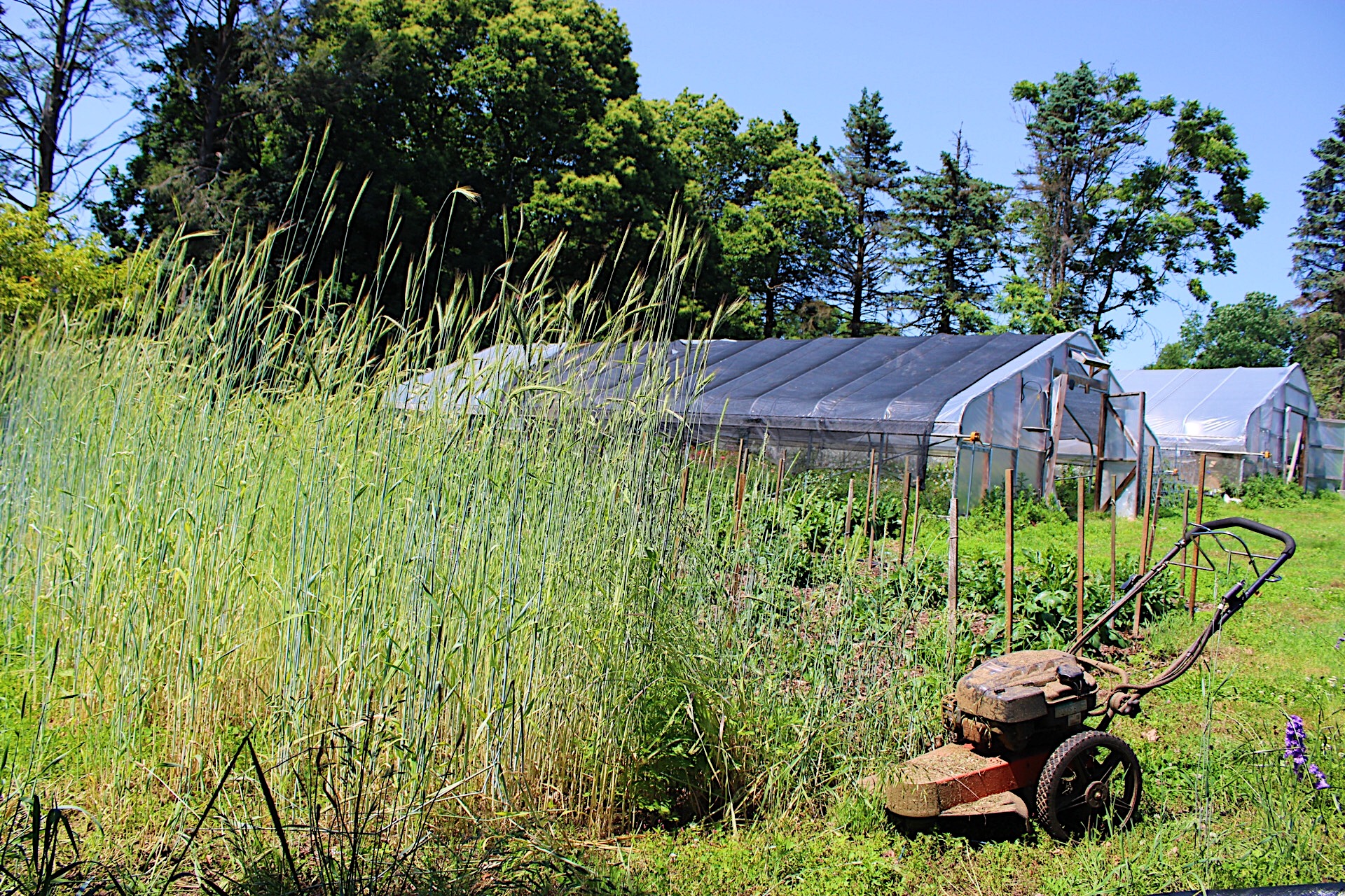 Terminating cover crops on a flower farm in Philadelphia | Photo by Love 'n Fresh Flowers