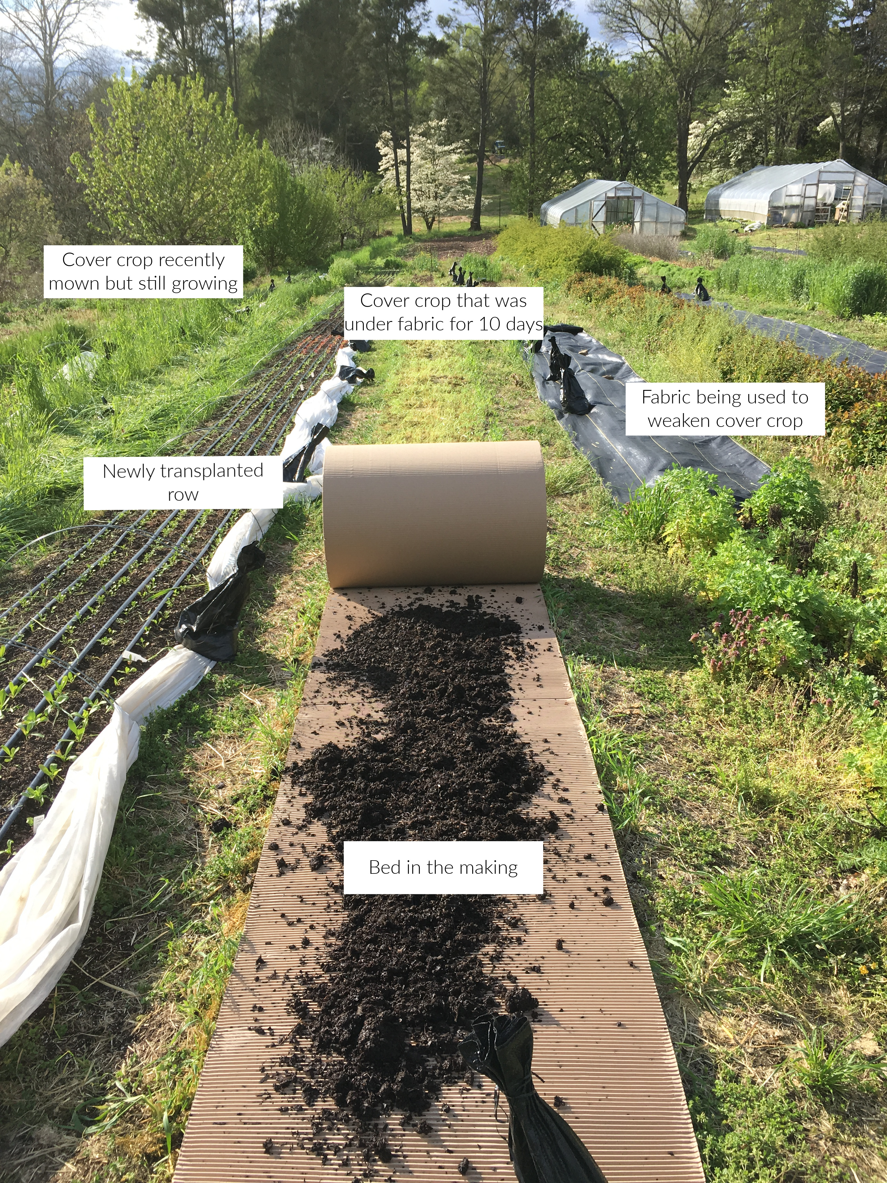 How to Use Corrugated Cardboard As Mulch? 
