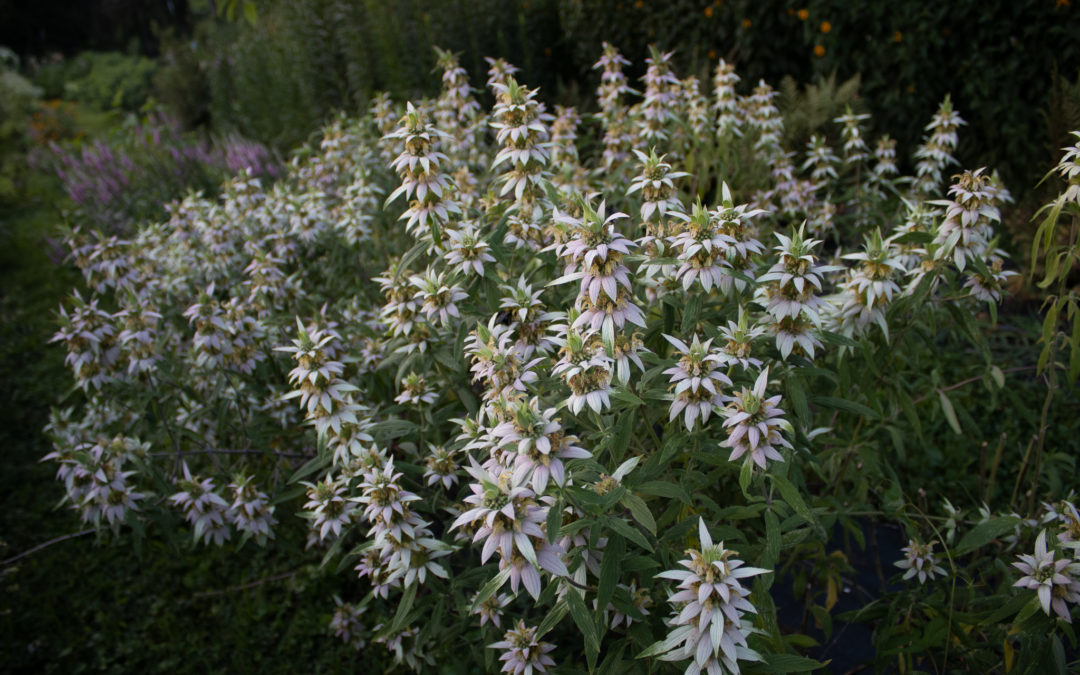 15 Tried-and-True Native Plants for North American Flower Farmers